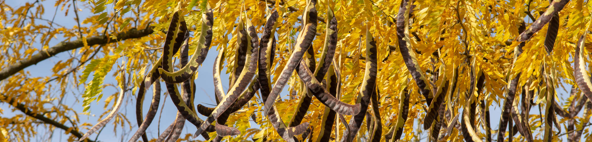 Gleditsia triacanthos 'Sunburst'