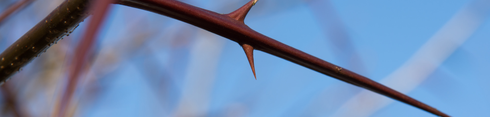 Gleditsia triacanthos