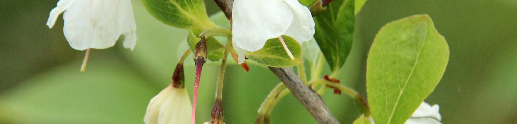 Halesia carolina