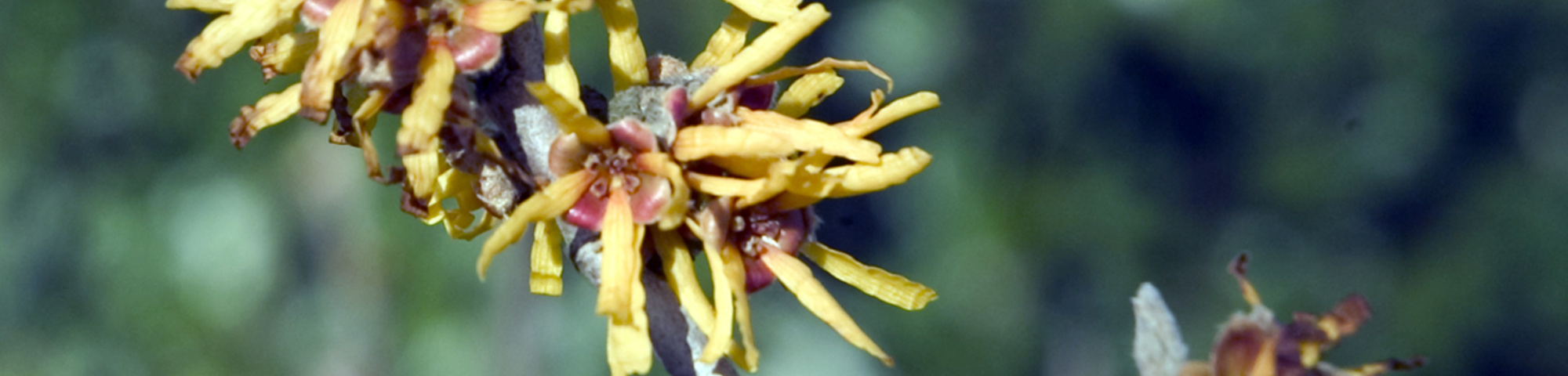 Hamamelis mollis