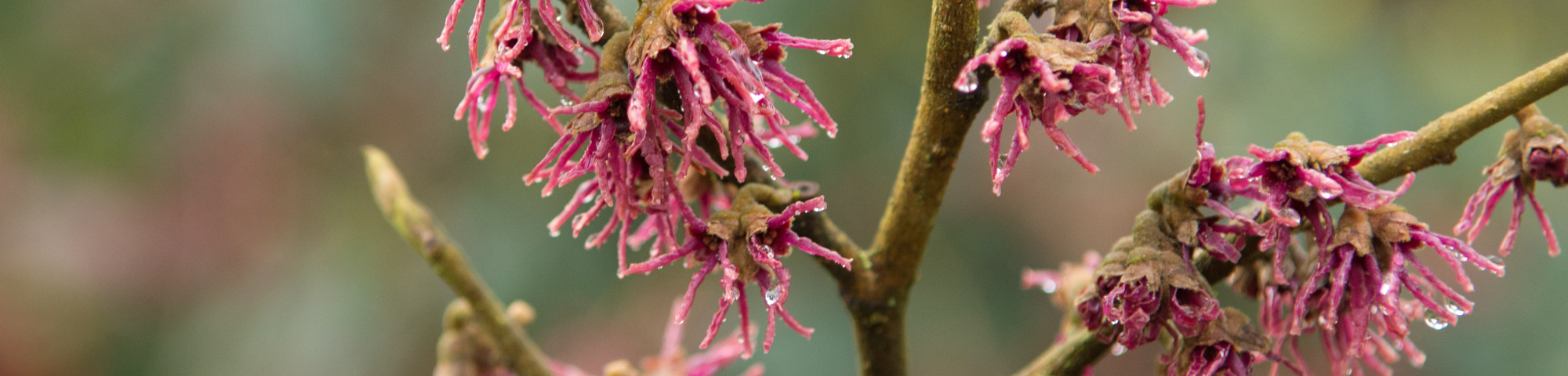 Hamamelis vernalis 'Amethyst'