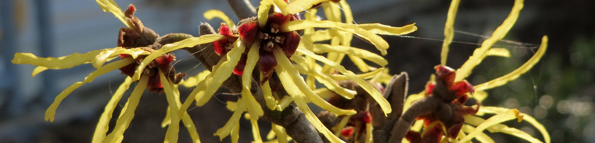 Hamamelis virginiana