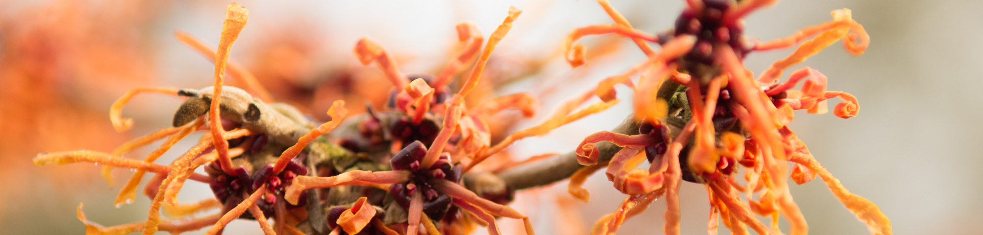 Hamamelis x intermedia 'Aphrodite'