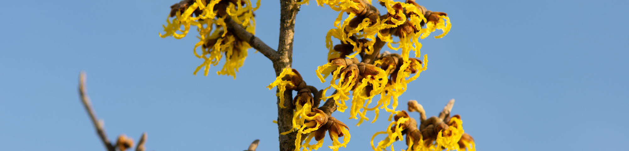 Hamamelis x intermedia 'Arnold Promise'