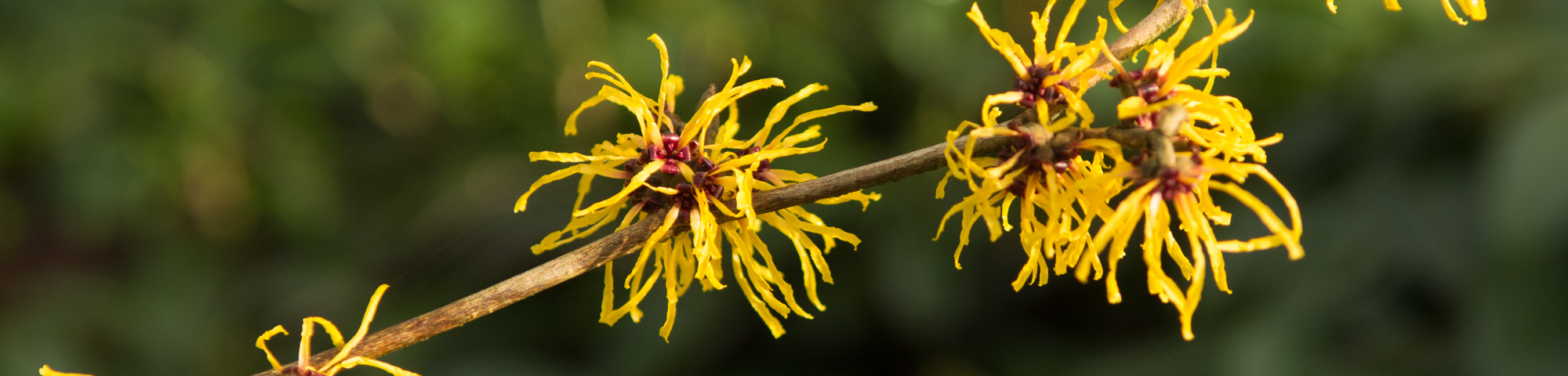 Hamamelis x intermedia 'Barmstedt Gold'