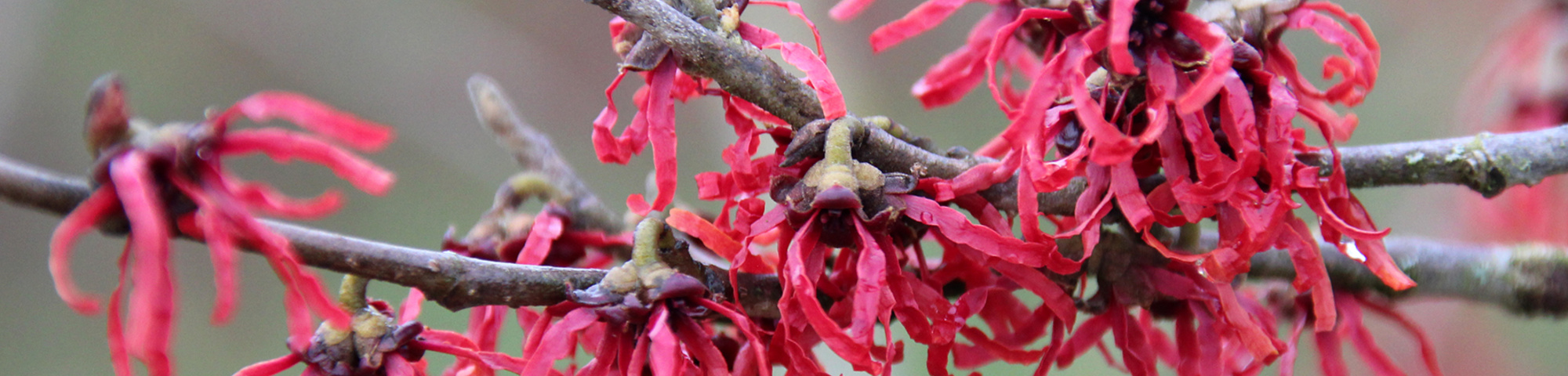 Hamamelis x intermedia 'Diane'