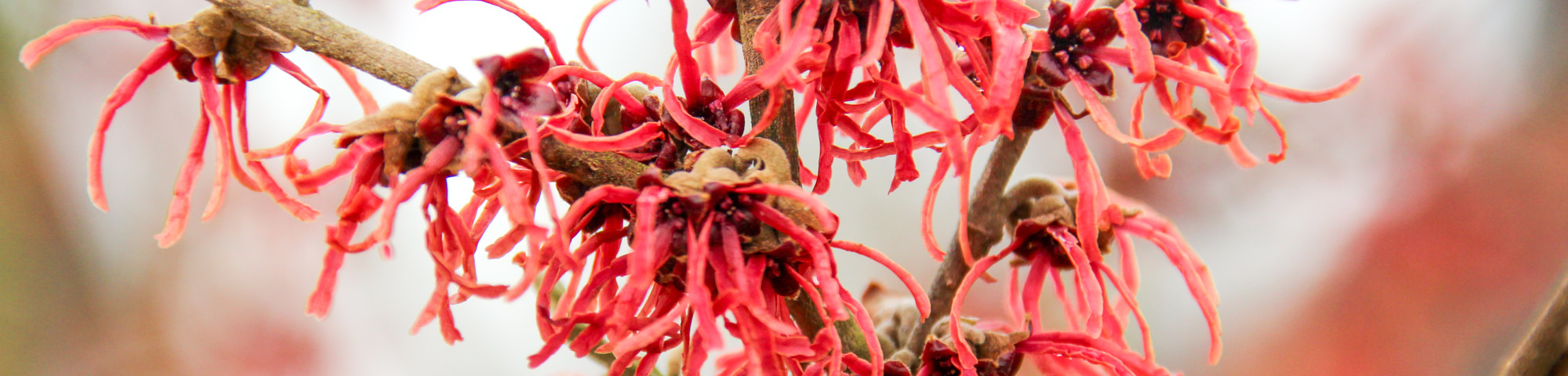 Hamamelis x intermedia 'Feuerzauber'