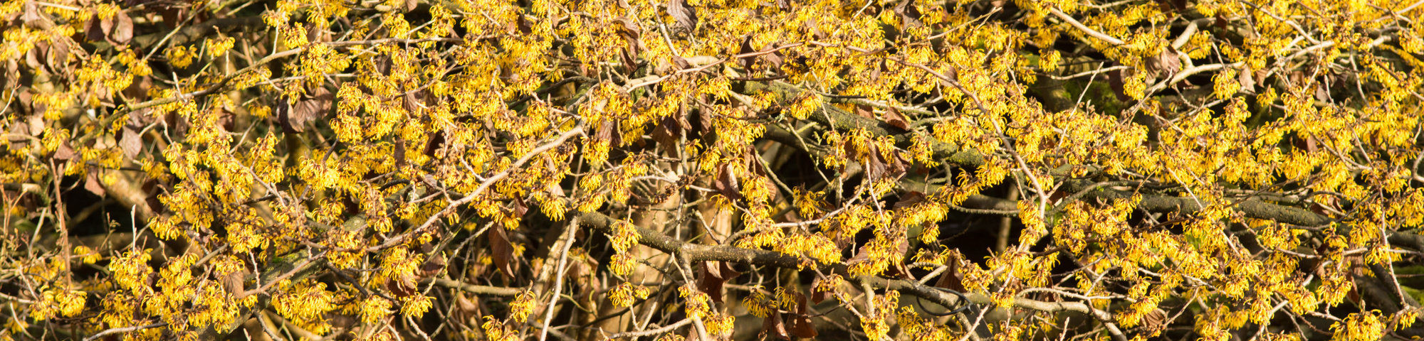 Hamamelis x intermedia