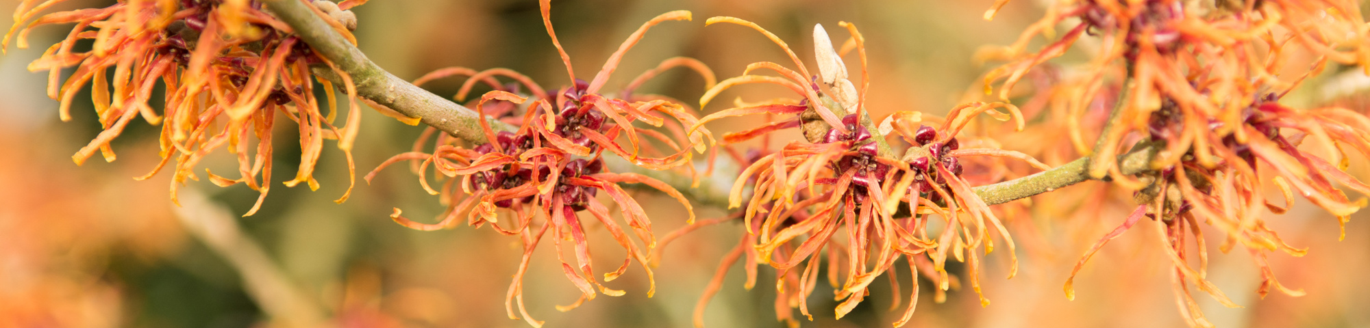 Hamamelis x intermedia 'Jelena'