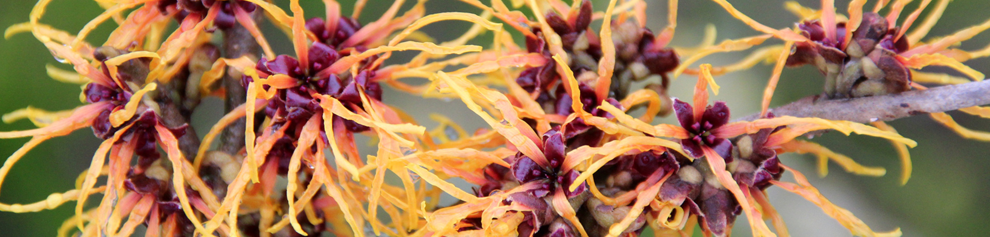 Hamamelis x intermedia 'Orange Beauty'