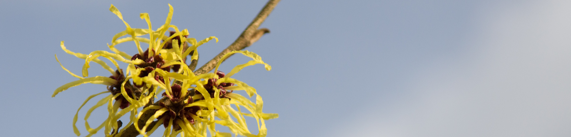 Hamamelis x intermedia 'Pallida'