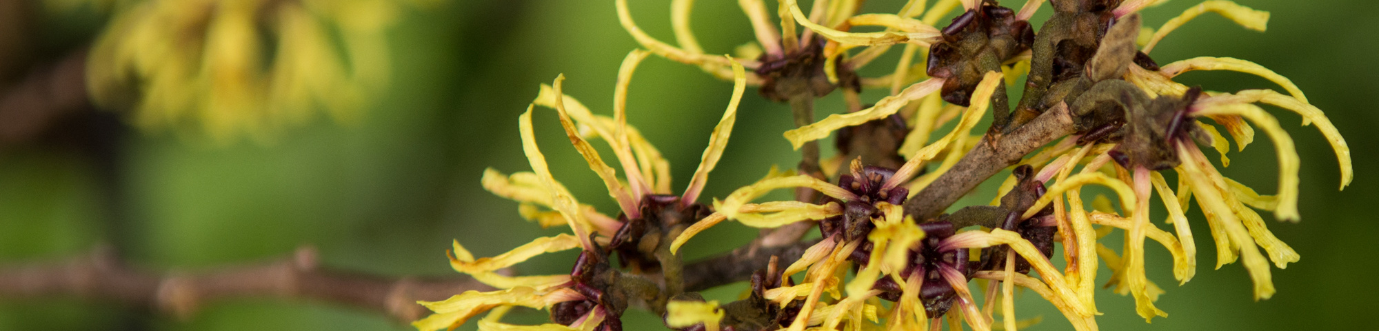 Hamamelis x intermedia 'Primavera'