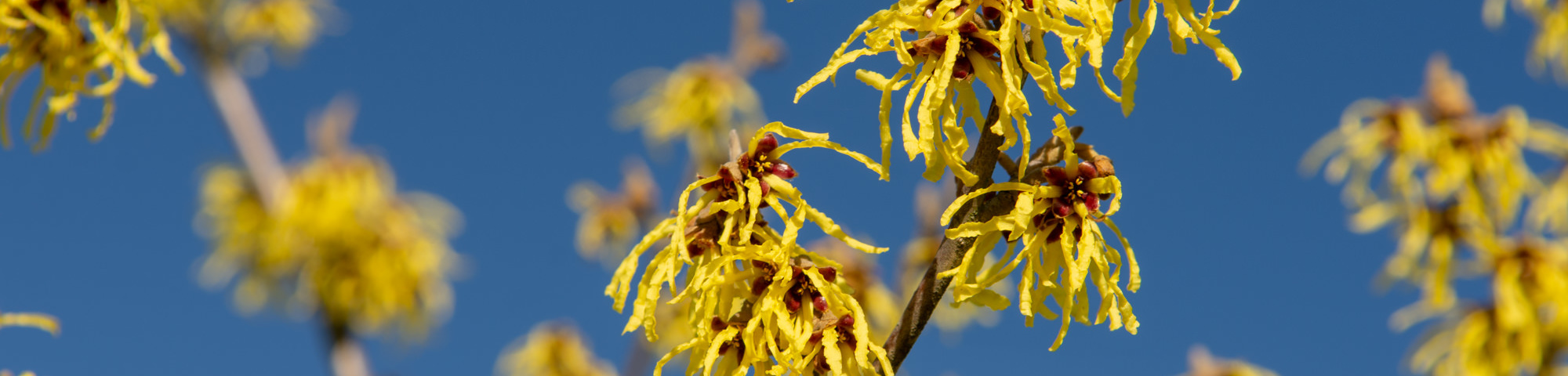 Hamamelis x intermedia 'Westerstede'