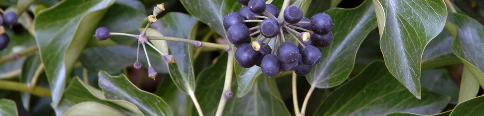 Hedera colchica 'Fall Favourite'