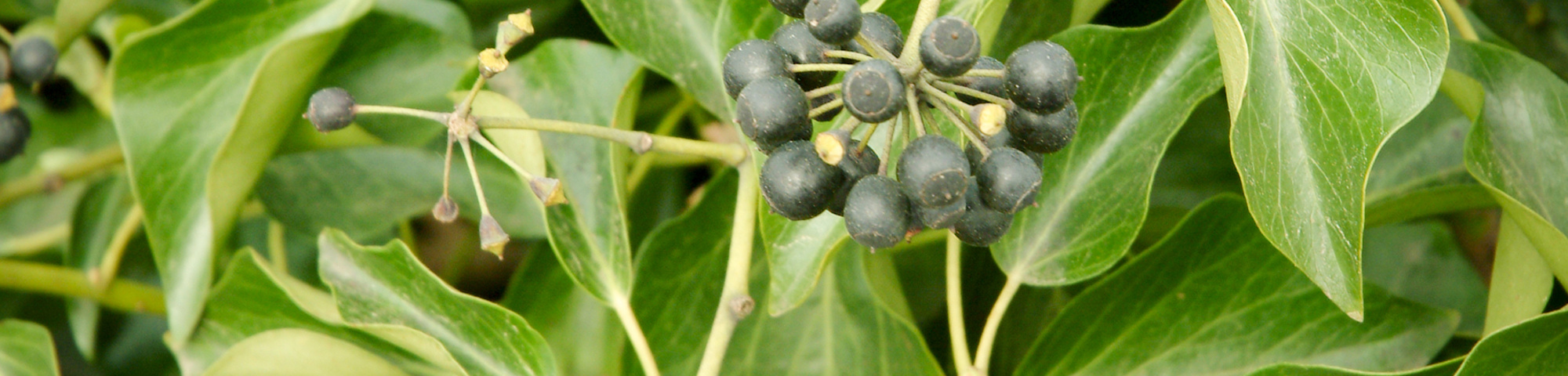 Hedera helix 'Arborescens'