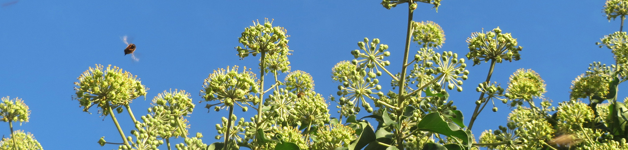 Hedera helix
