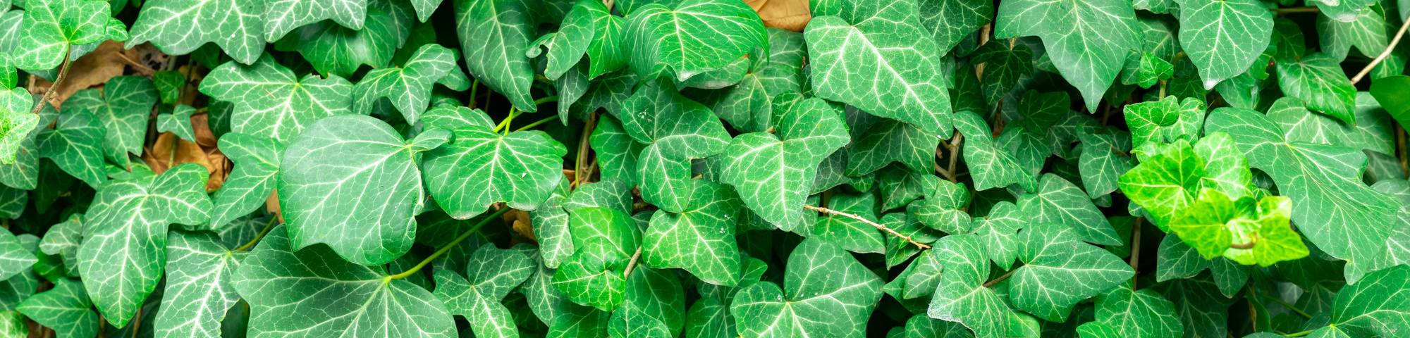 Hedera helix 'Plattensee'