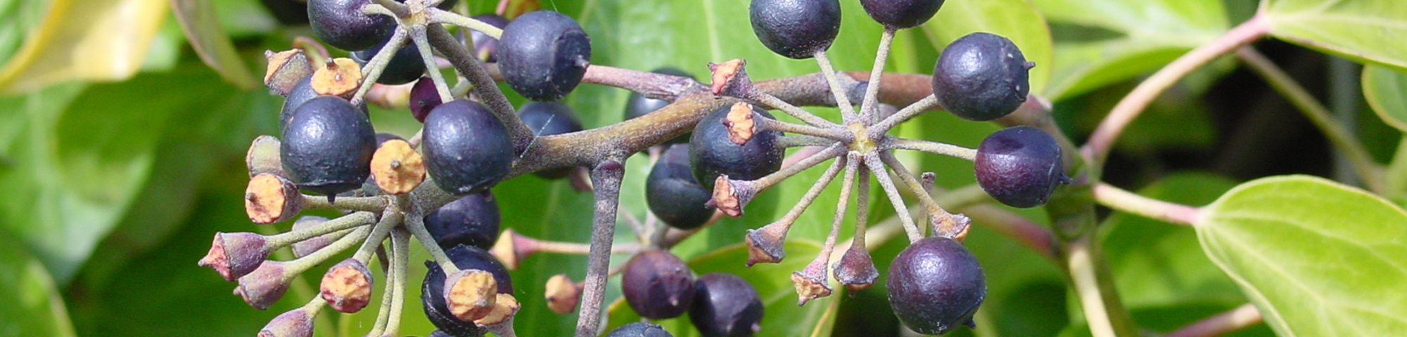 Hedera hibernica