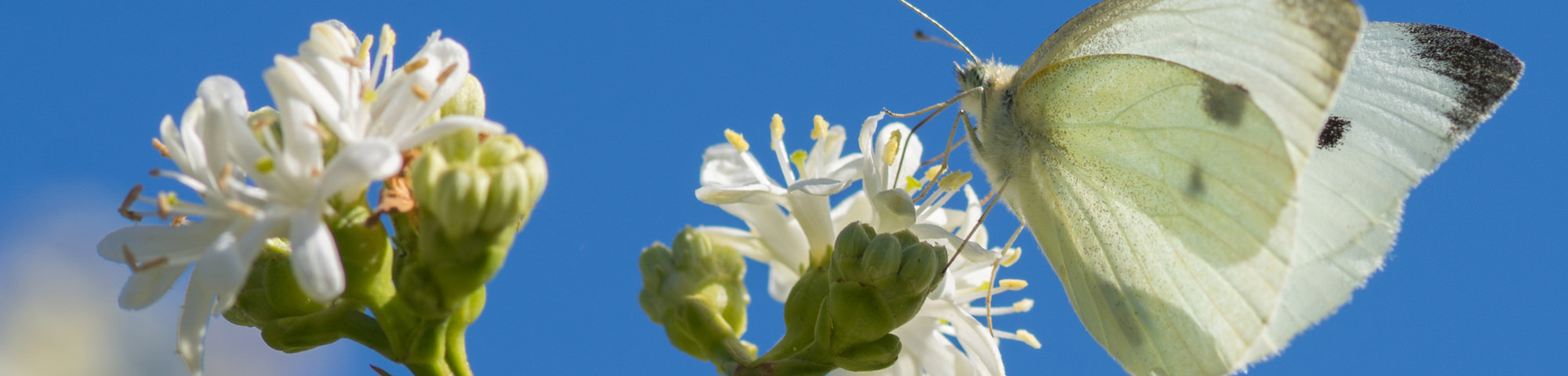 Heptacodium miconioides