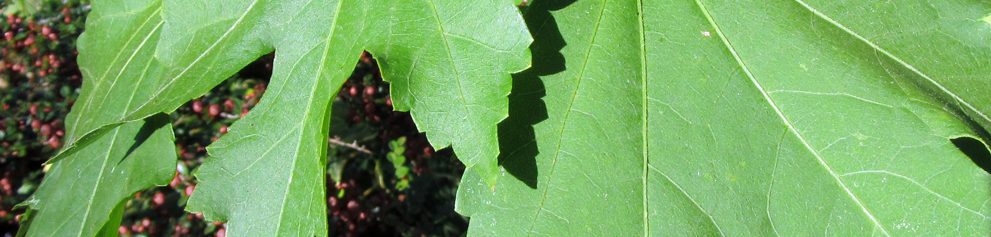 Hibiscus 'Resi'
