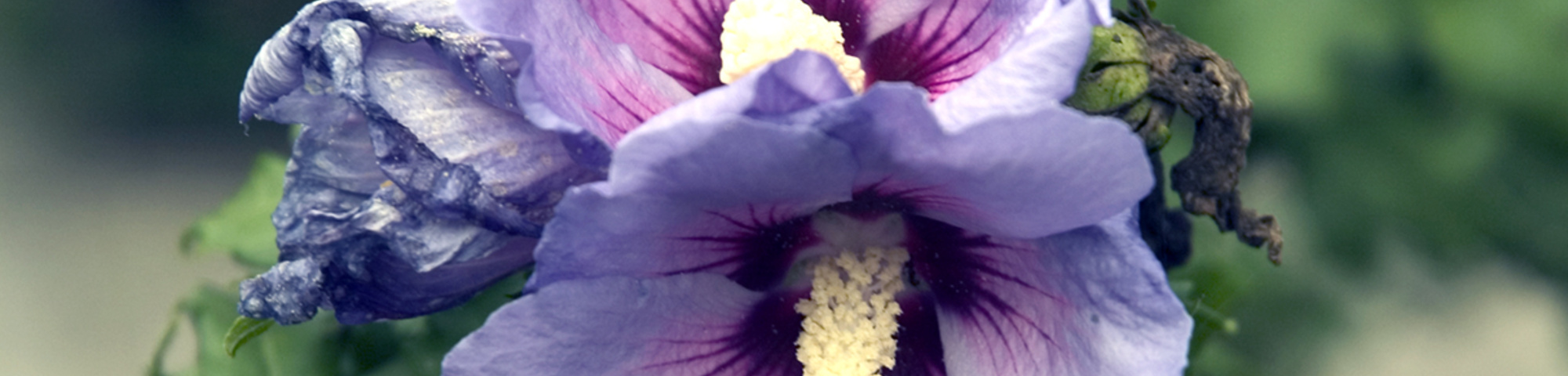 Hibiscus syriacus 'Coelestis'