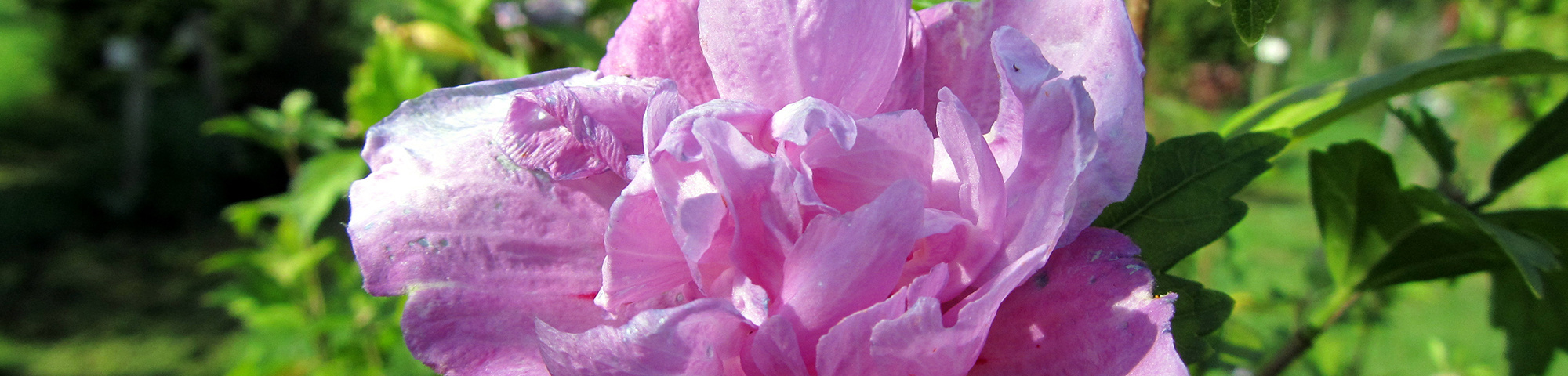 Hibiscus syriacus 'Duc de Brabant'