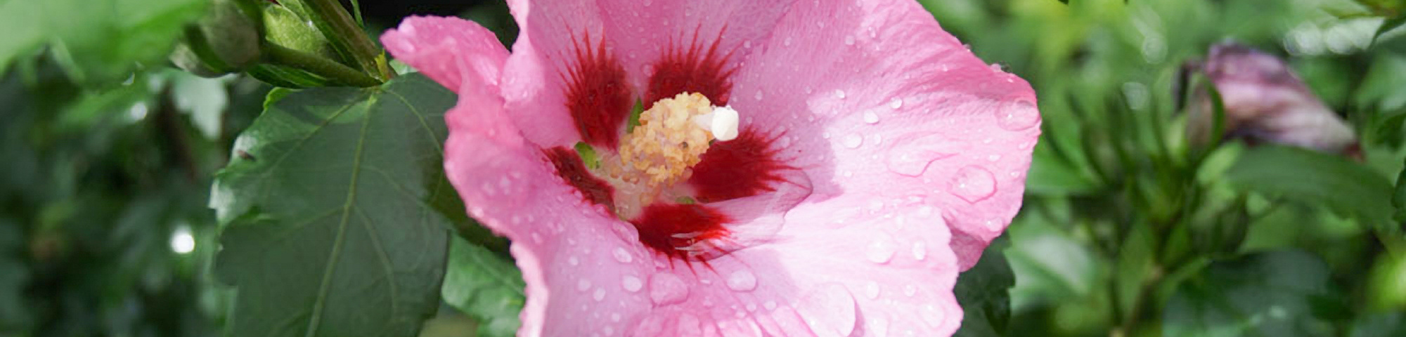 Hibiscus syriacus 'Floru'