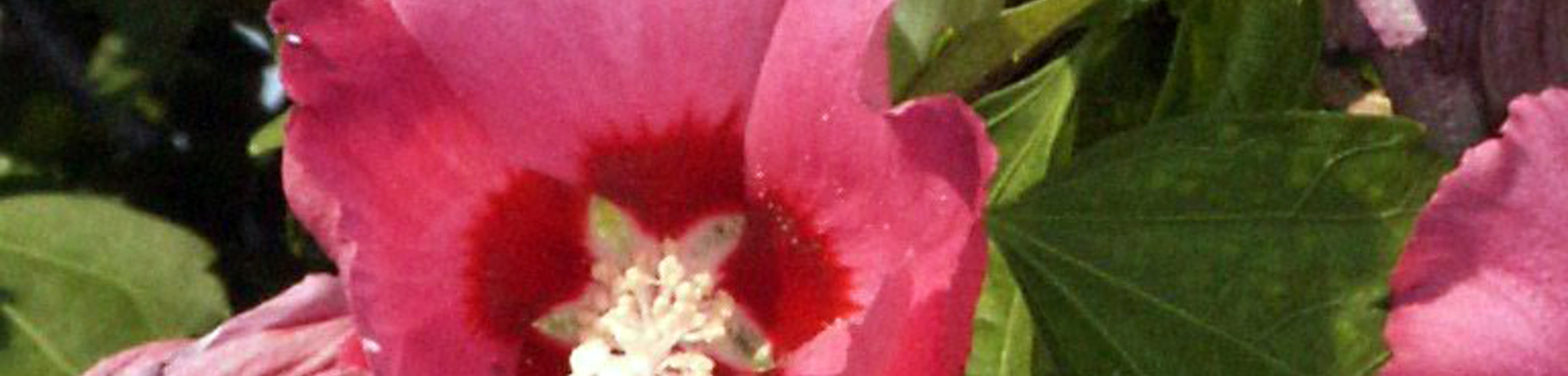 Hibiscus syriacus