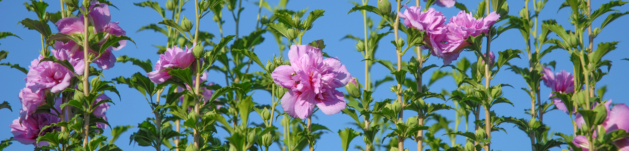 Hibiscus syriacus 'Notwoodone'