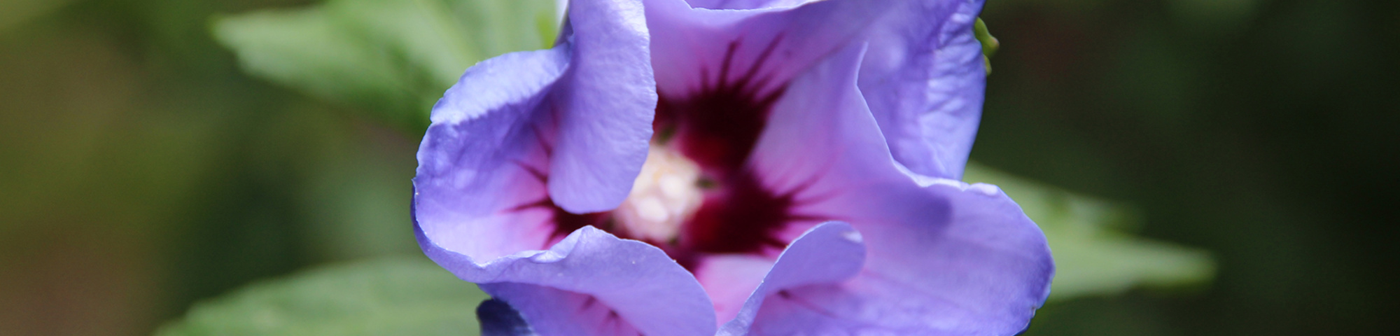 Hibiscus syriacus 'Oiseau Bleu'