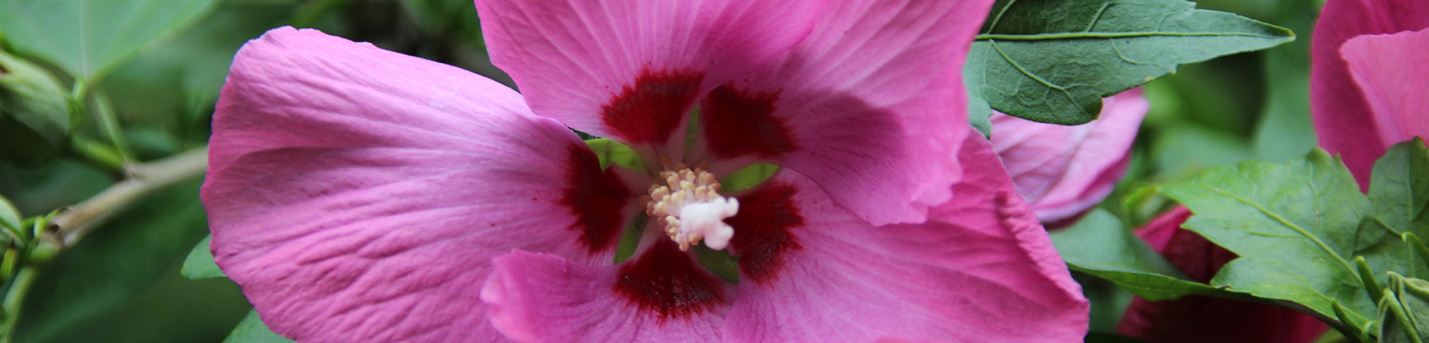 Hibiscus syriacus 'Woodbridge'
