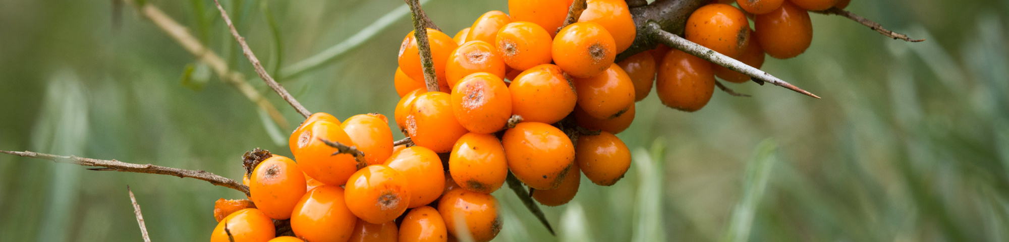 Hippophae rhamnoides