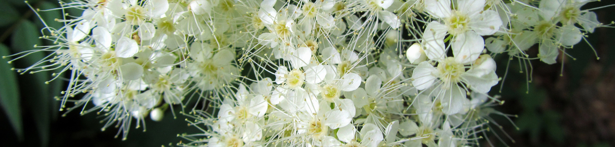 Holodiscus discolor