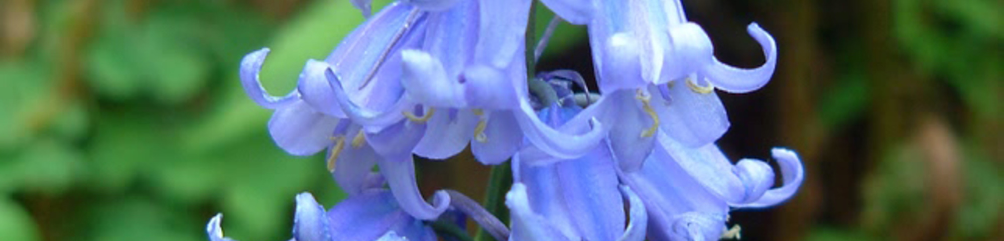 Hyacinthoides non-scripta