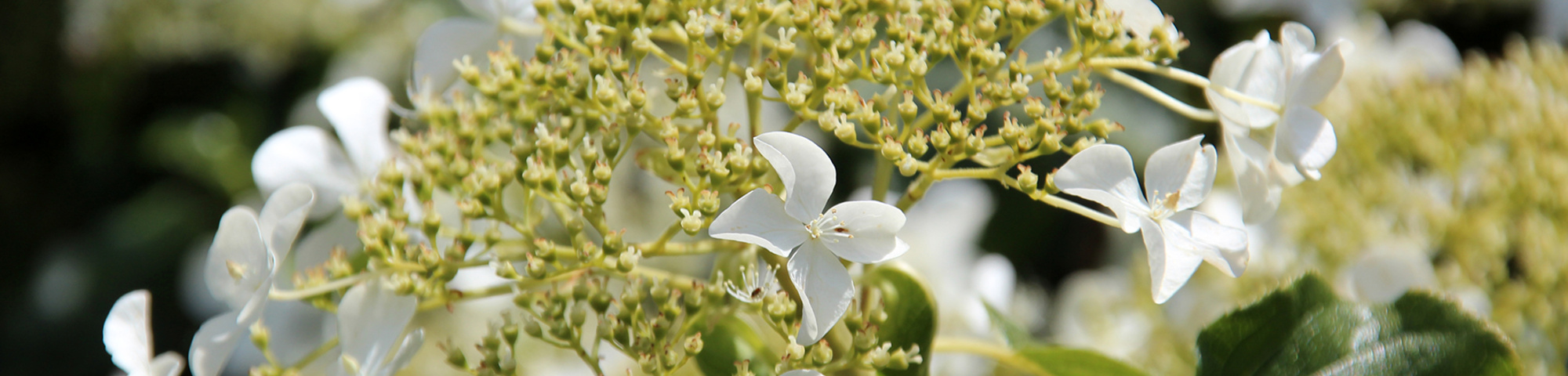 Hydrangea petiolaris 