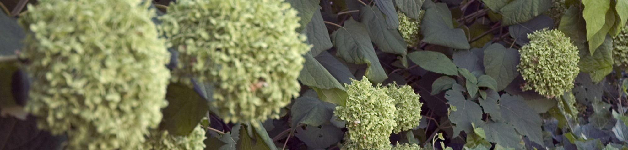 Hydrangea arborescens 'Annabelle'
