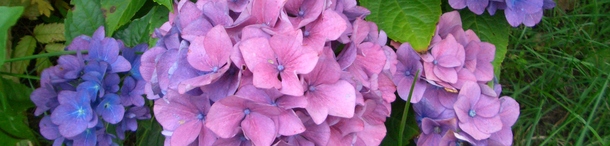 Hydrangea macrophylla 'Bouquet Rose'