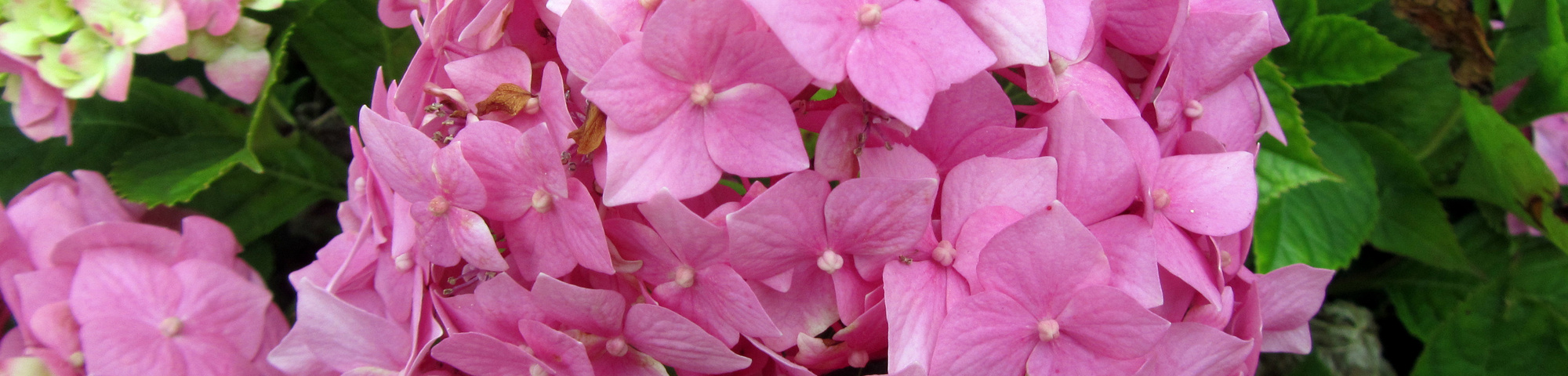 Hydrangea macrophylla