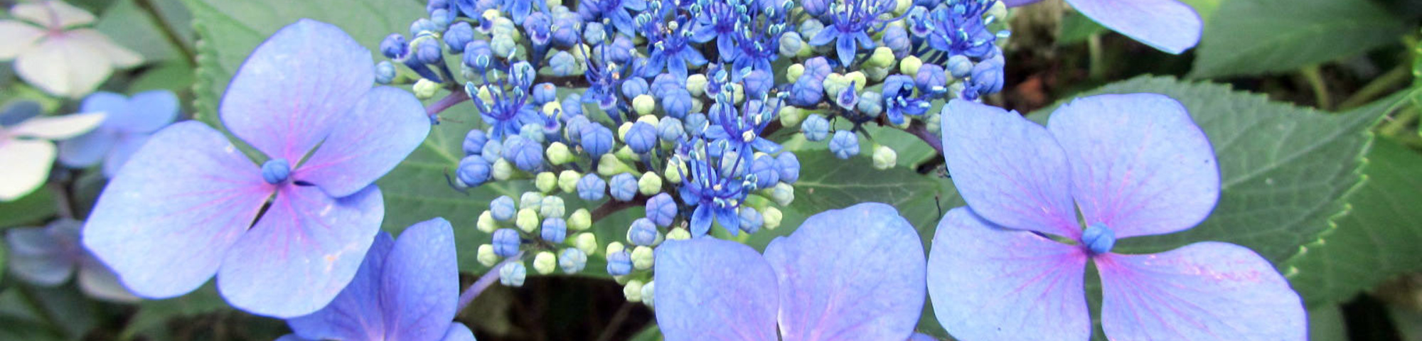 Hydrangea macrophylla 'Mariesii Perfecta'