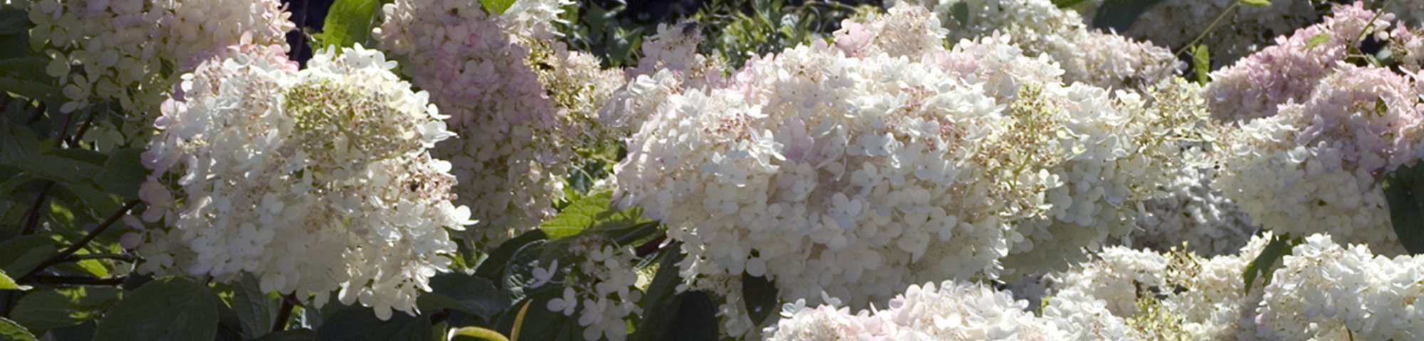 Hydrangea paniculata 'Grandiflora'