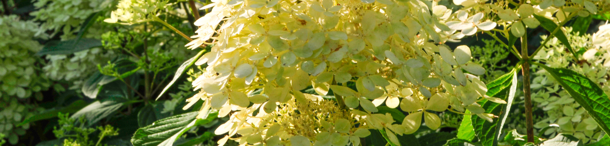 Hydrangea paniculata 'Kyushu'