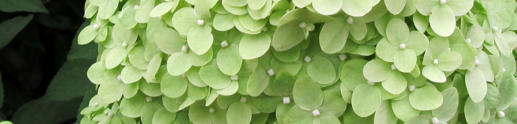 Hydrangea paniculata 'Limelight'