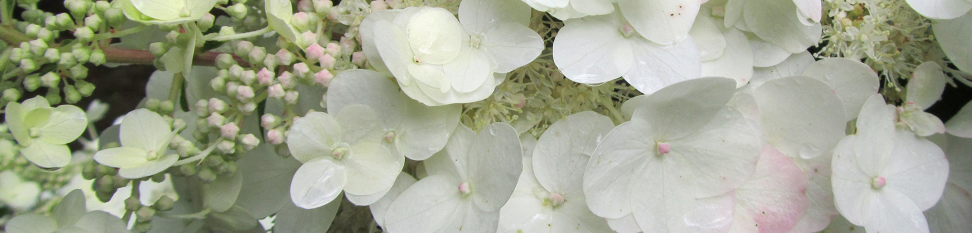 Hydrangea paniculata 'Unique'