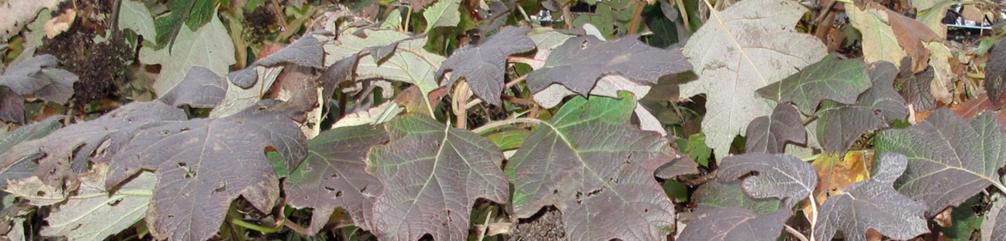 Hydrangea quercifolia