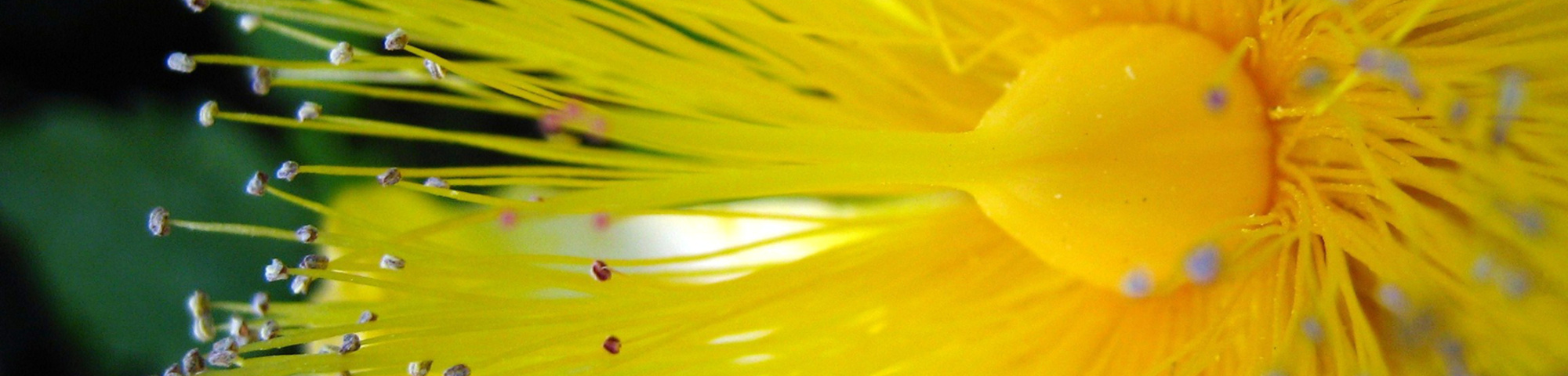 Hypericum calycinum