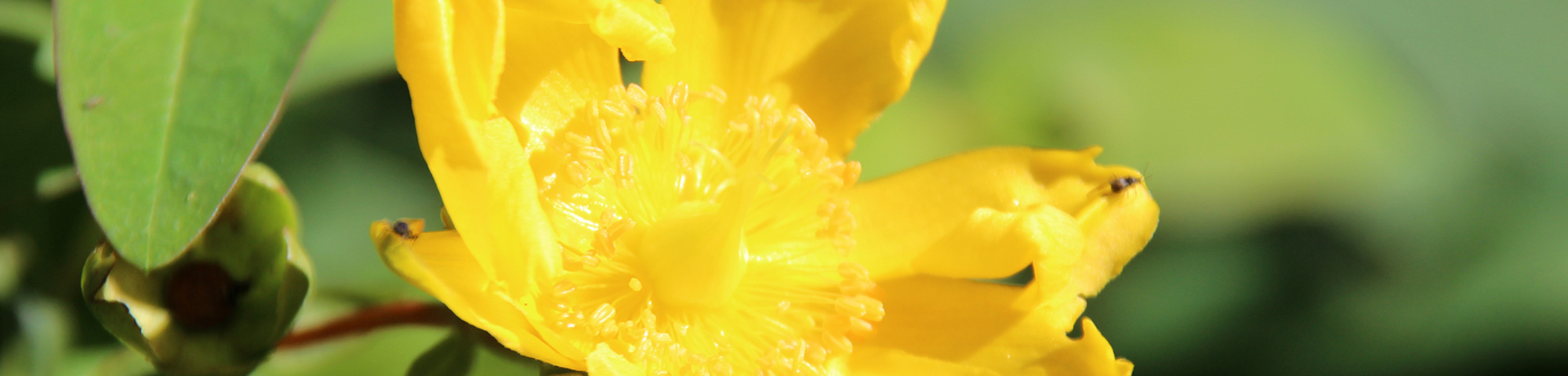 Hypericum 'Hidcote'