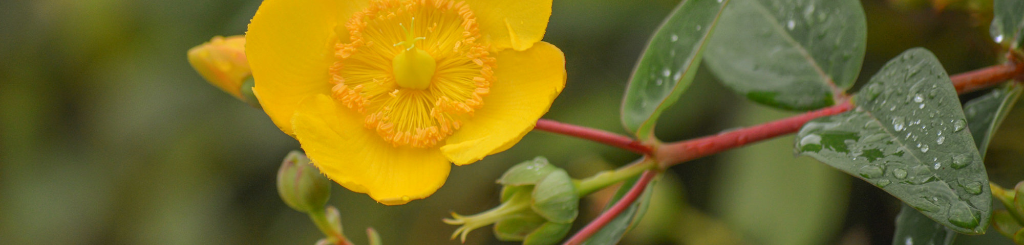 Hypericum x dummeri 'Peter Dummer'