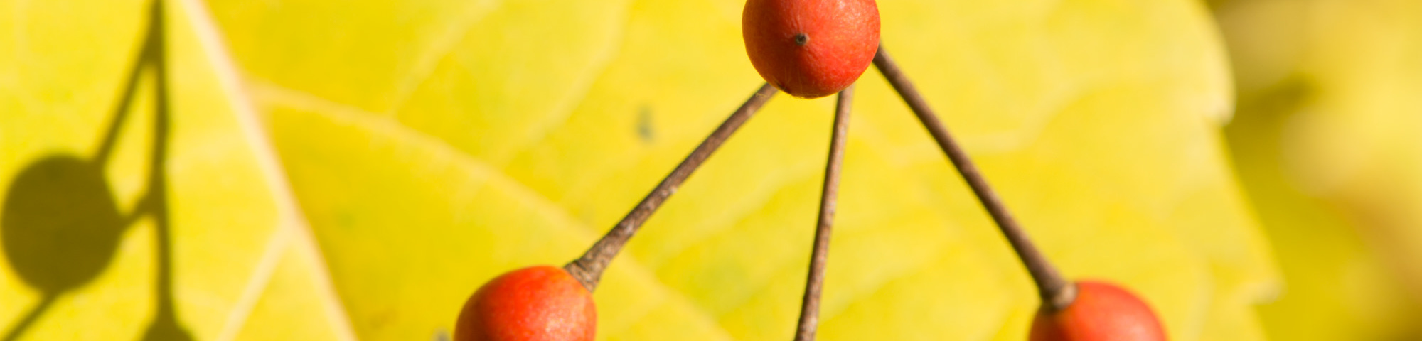 Idesia polycarpa