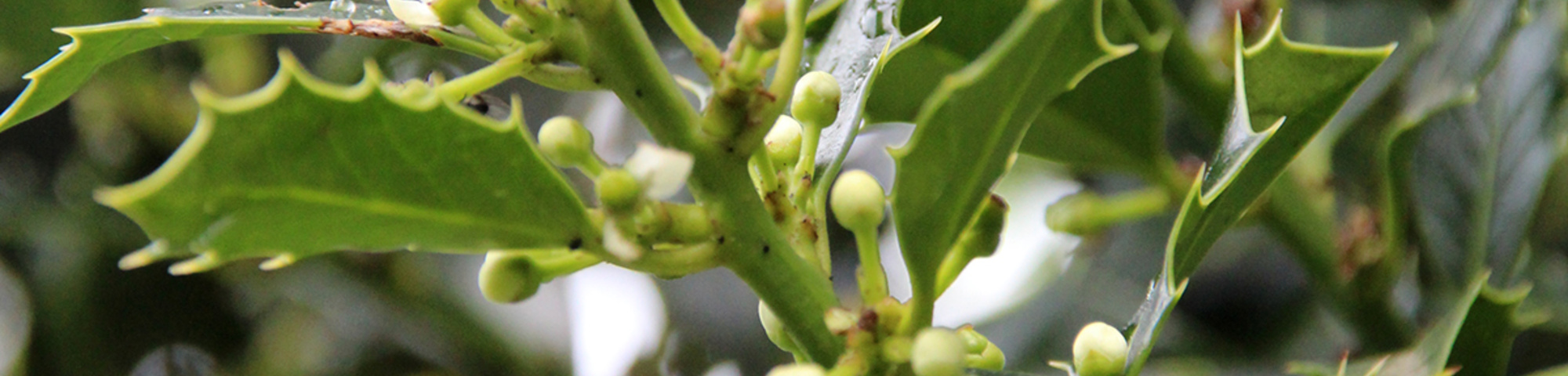 Ilex aquifolium 'Alaska'