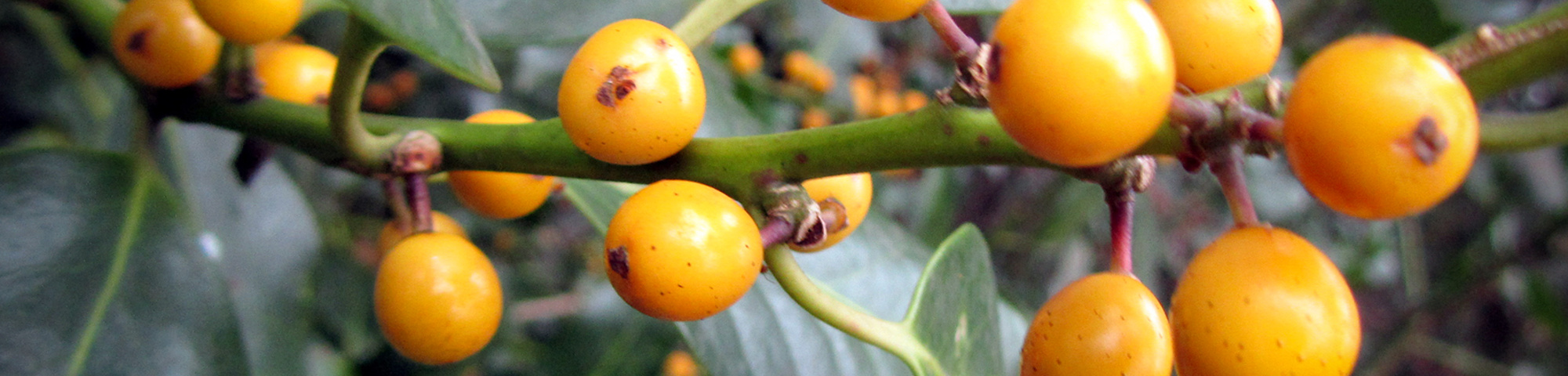 Ilex aquifolium 'Bacciflava'
